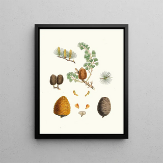 Pinus deodara, Indian cedar - Aylmer Bourke Lambert — framed artwork on a wall