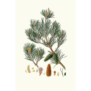 Pinus inops, Jersey pine - Aylmer Bourke Lambert — artwork view