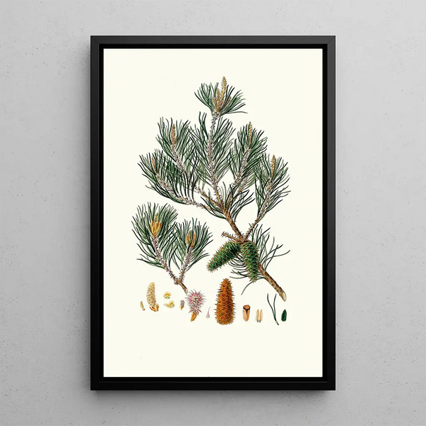 Pinus inops, Jersey pine - Aylmer Bourke Lambert — framed artwork on a wall