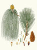 Pinus longifolia, Indian long-leaved pine - Aylmer Bourke Lambert — artwork view