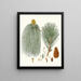 Pinus longifolia, Indian long-leaved pine - Aylmer Bourke Lambert — framed artwork on a wall