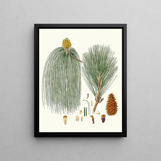 Pinus longifolia, Indian long-leaved pine - Aylmer Bourke Lambert — framed artwork on a wall
