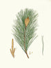 Pinus massoniana, Indian pine - Aylmer Bourke Lambert — artwork view