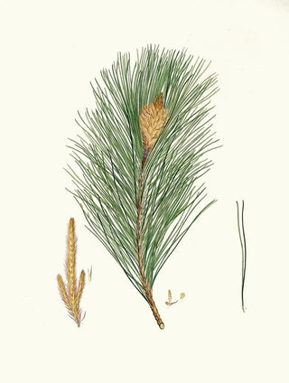 Pinus massoniana, Indian pine - Aylmer Bourke Lambert — artwork view