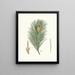 Pinus massoniana, Indian pine - Aylmer Bourke Lambert — framed artwork on a wall