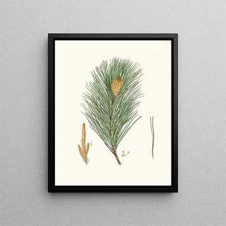 Pinus massoniana, Indian pine - Aylmer Bourke Lambert — framed artwork on a wall
