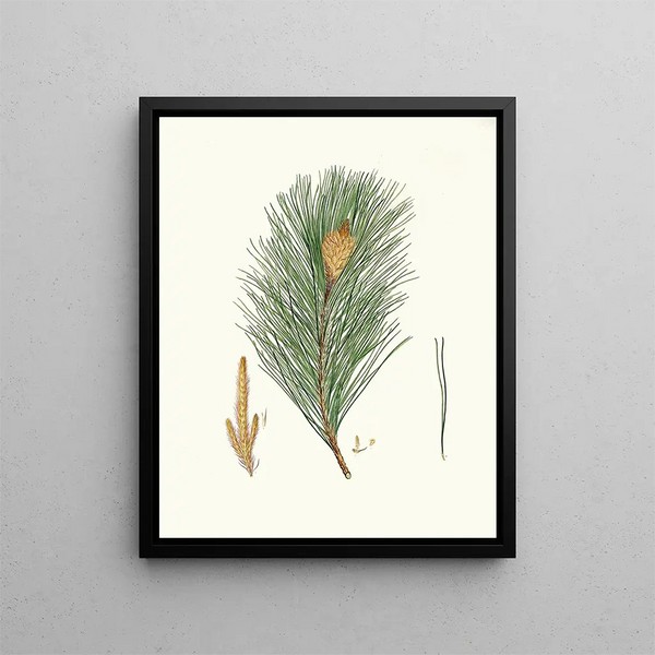 Pinus massoniana, Indian pine - Aylmer Bourke Lambert — framed artwork on a wall