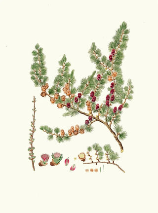 Pinus microcarpa, red larch - Aylmer Bourke Lambert — artwork view