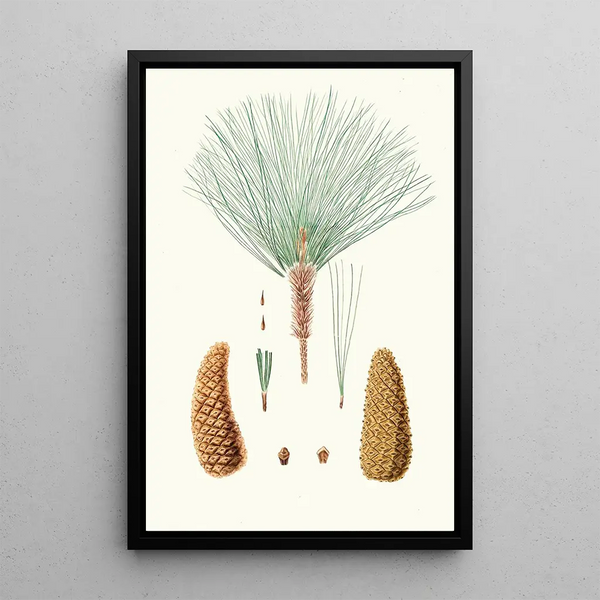 Reproduction of the painting Pinus montezumae, Mexican pine with rough branches - Aylmer Bourke Lambert