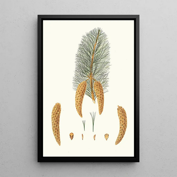 Pinus monticola Weymouth pine with short leaves Western white pine - Aylmer Bourke Lambert — framed artwork on a wall