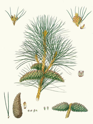 Pinus pallasiana, tartar pine - Aylmer Bourke Lambert — artwork view