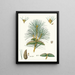 Pinus pallasiana, tartar pine - Aylmer Bourke Lambert — framed artwork on a wall