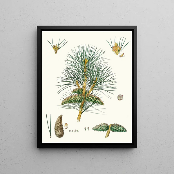 Pinus pallasiana, tartar pine - Aylmer Bourke Lambert — framed artwork on a wall
