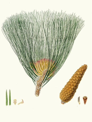 Pinus palustris - Aylmer Bourke Lambert — artwork view