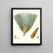 Pinus palustris - Aylmer Bourke Lambert — framed artwork on a wall