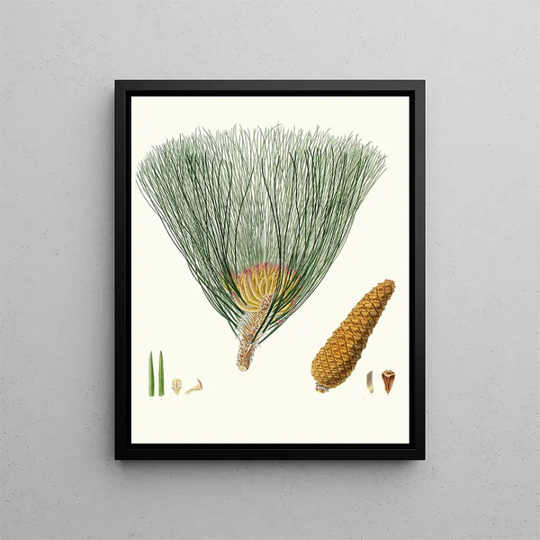 Pinus palustris - Aylmer Bourke Lambert — framed artwork on a wall