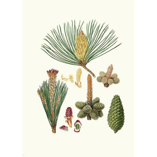 Pinus pinaster maritime pine or pine in bouquet - Aylmer Bourke Lambert — artwork view