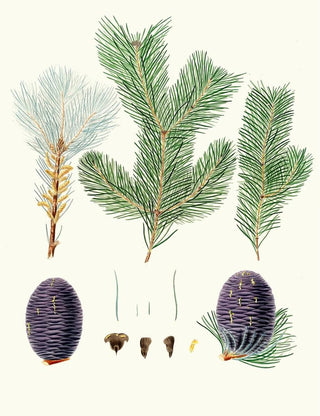 Pinus pindrow - Aylmer Bourke Lambert — artwork view