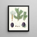 Pinus pindrow - Aylmer Bourke Lambert — framed artwork on a wall