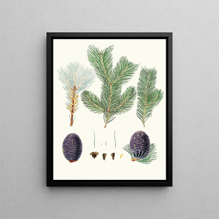 Pinus pindrow - Aylmer Bourke Lambert — framed artwork on a wall