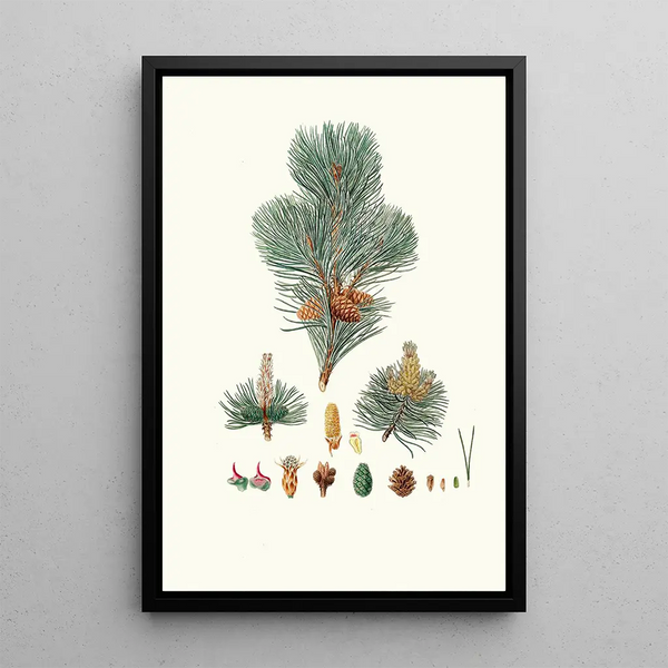Reproduction of the painting Pinus pumilio Pin mugho ou Pin de montagne - Aylmer Bourke Lambert