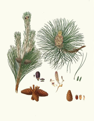 Pinus resinosa - Aylmer Bourke Lambert — artwork view