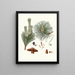Pinus resinosa - Aylmer Bourke Lambert — framed artwork on a wall