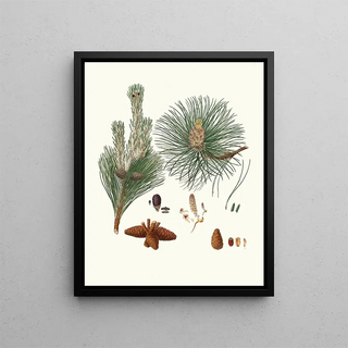Pinus resinosa - Aylmer Bourke Lambert — framed artwork on a wall