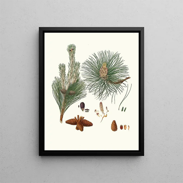 Pinus resinosa - Aylmer Bourke Lambert — framed artwork on a wall