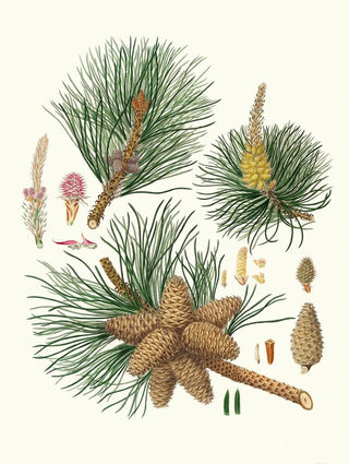 Pinus rigida - Aylmer Bourke Lambert — artwork view
