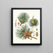 Pinus rigida - Aylmer Bourke Lambert — framed artwork on a wall