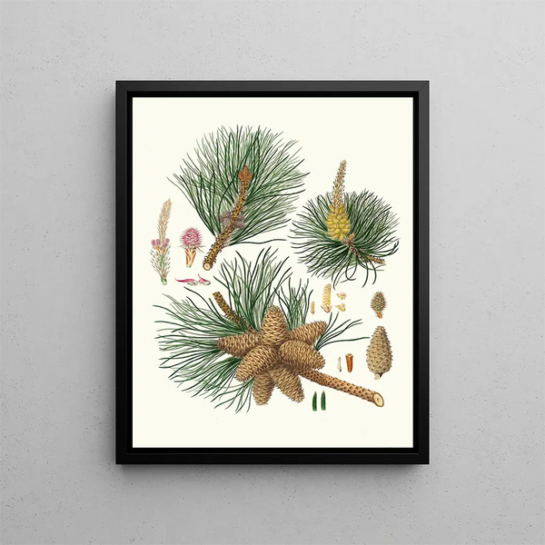 Pinus rigida - Aylmer Bourke Lambert — framed artwork on a wall