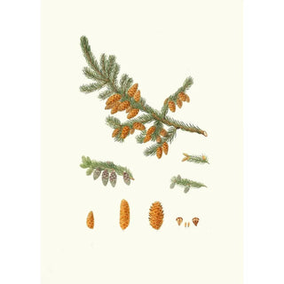 Pinus rubra Pin rouge de Terre-Neuve - Aylmer Bourke Lambert — artwork view