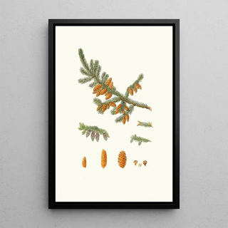 Pinus rubra Pin rouge de Terre-Neuve - Aylmer Bourke Lambert — framed artwork on a wall