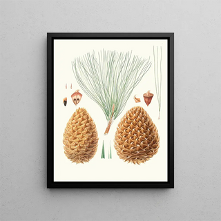 Pinus sabiniana - Aylmer Bourke Lambert — framed artwork on a wall