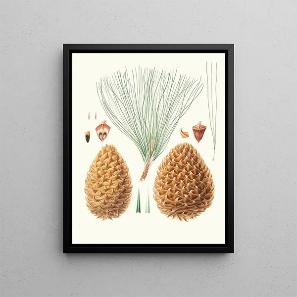 Pinus sabiniana - Aylmer Bourke Lambert — framed artwork on a wall