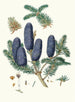 Pinus spectabilis - Aylmer Bourke Lambert — artwork view