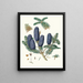 Pinus spectabilis - Aylmer Bourke Lambert — framed artwork on a wall