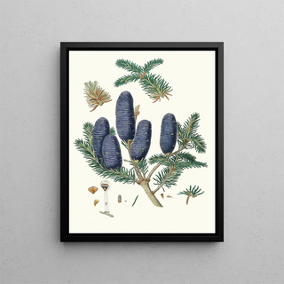 Pinus spectabilis - Aylmer Bourke Lambert — framed artwork on a wall