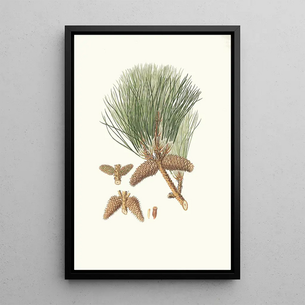 Pinus tda Incense holder - Aylmer Bourke Lambert — framed artwork on a wall