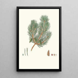 Reproduction of the painting Pinus variablilis Pin bâtard à feuilles variables - Aylmer Bourke Lambert
