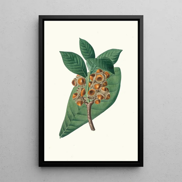 Reproduction of the painting Quercus grandifolia Magnolia-leaf Oak - Aylmer Bourke Lambert