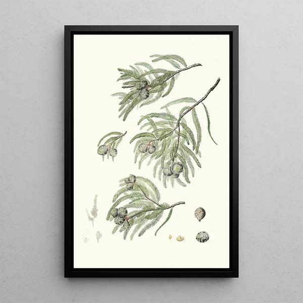 Reproduction of the painting Taxodium distichum bald cypress - Aylmer Bourke Lambert