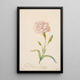 Reproduction of the painting Œillet rose - Balthasar van der Ast