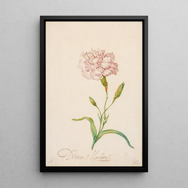 Reproduction of the painting Œillet rose - Balthasar van der Ast