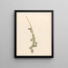 a palm date tree branch with green fruits - Barbara Elisabeth van Houten — framed artwork on a wall