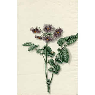 Reproduction of the painting Potato flower - Barend Hendrik Thier
