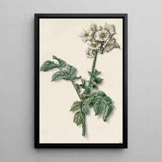 Reproduction of the painting Flowering Potato Plant - Barend Hendrik Thier