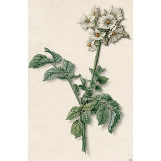Reproduction of the painting Flowering Potato Plant - Barend Hendrik Thier