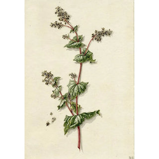 Sarrasin en fleur - Barend Hendrik Thier — artwork view